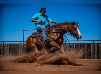 American Quarter Horse, Castrone, 6 Anni, 147 cm, Sauro ciliegia