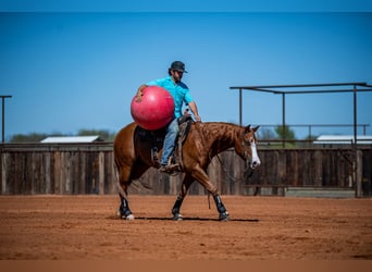 American Quarter Horse, Castrone, 6 Anni, 147 cm, Sauro ciliegia