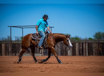 American Quarter Horse, Castrone, 6 Anni, 147 cm, Sauro ciliegia