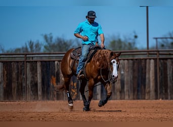 American Quarter Horse, Castrone, 6 Anni, 147 cm, Sauro ciliegia