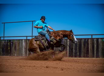 American Quarter Horse, Castrone, 6 Anni, 147 cm, Sauro ciliegia