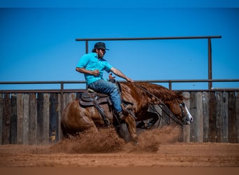 American Quarter Horse, Castrone, 6 Anni, 147 cm, Sauro ciliegia