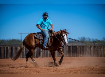American Quarter Horse, Castrone, 6 Anni, 147 cm, Sauro ciliegia