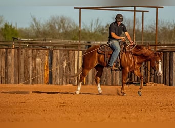 American Quarter Horse, Castrone, 6 Anni, 147 cm, Sauro ciliegia