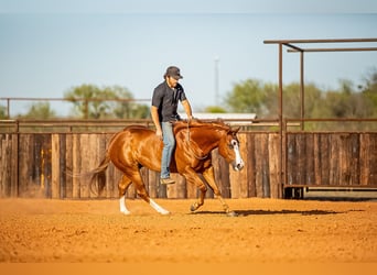 American Quarter Horse, Castrone, 6 Anni, 147 cm, Sauro ciliegia