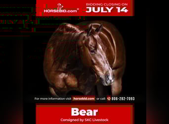 American Quarter Horse, Castrone, 6 Anni, 147 cm, Sauro scuro