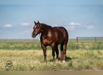 American Quarter Horse, Castrone, 6 Anni, 147 cm, Sauro scuro