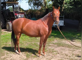 American Quarter Horse, Castrone, 6 Anni, 148 cm, Sauro