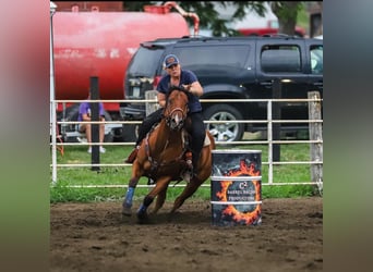 American Quarter Horse, Castrone, 6 Anni, 150 cm, Baio ciliegia