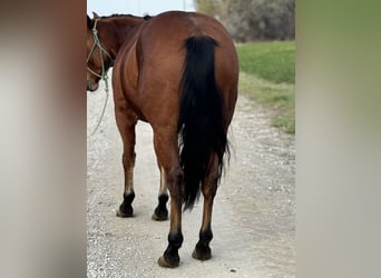 American Quarter Horse, Castrone, 6 Anni, 150 cm, Baio ciliegia