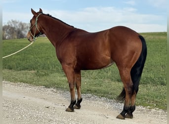 American Quarter Horse, Castrone, 6 Anni, 150 cm, Baio ciliegia