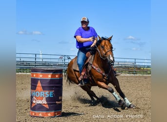 American Quarter Horse, Castrone, 6 Anni, 150 cm, Baio ciliegia