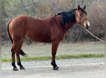 American Quarter Horse, Castrone, 6 Anni, 150 cm, Baio ciliegia