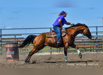 American Quarter Horse, Castrone, 6 Anni, 150 cm, Baio ciliegia