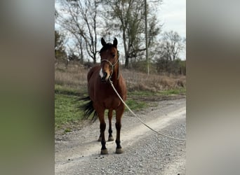 American Quarter Horse, Castrone, 6 Anni, 150 cm, Baio ciliegia