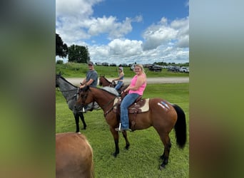 American Quarter Horse, Castrone, 6 Anni, 150 cm, Baio ciliegia