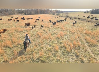 American Quarter Horse, Castrone, 6 Anni, 150 cm, Baio ciliegia