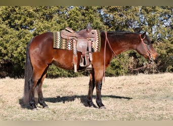 American Quarter Horse, Castrone, 6 Anni, 150 cm, Baio ciliegia