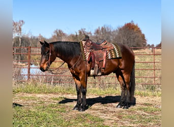 American Quarter Horse, Castrone, 6 Anni, 150 cm, Baio ciliegia