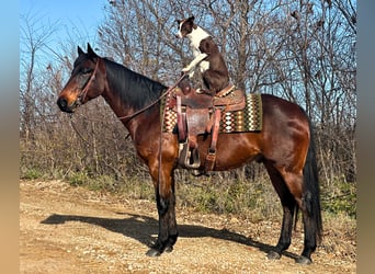 American Quarter Horse, Castrone, 6 Anni, 150 cm, Baio ciliegia