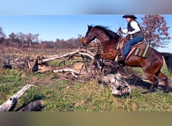 American Quarter Horse, Castrone, 6 Anni, 150 cm, Baio ciliegia