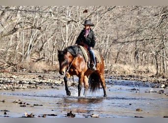 American Quarter Horse, Castrone, 6 Anni, 150 cm, Baio ciliegia