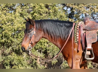 American Quarter Horse, Castrone, 6 Anni, 150 cm, Baio ciliegia