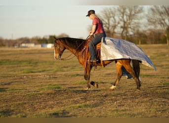 American Quarter Horse, Castrone, 6 Anni, 150 cm, Baio ciliegia