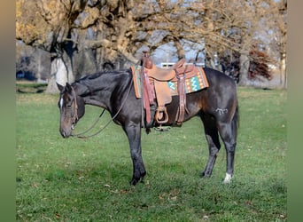 American Quarter Horse, Castrone, 6 Anni, 150 cm, Baio ciliegia
