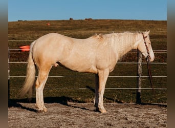 American Quarter Horse, Castrone, 6 Anni, 150 cm, Cremello