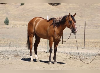 American Quarter Horse, Castrone, 6 Anni, 150 cm, Falbo