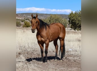American Quarter Horse, Castrone, 6 Anni, 150 cm, Falbo