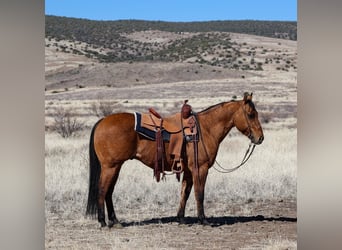 American Quarter Horse, Castrone, 6 Anni, 150 cm, Falbo