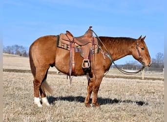 American Quarter Horse, Castrone, 6 Anni, 150 cm, Falbo