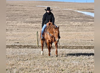 American Quarter Horse, Castrone, 6 Anni, 150 cm, Falbo