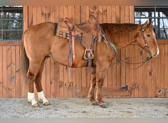 American Quarter Horse, Castrone, 6 Anni, 150 cm, Falbo