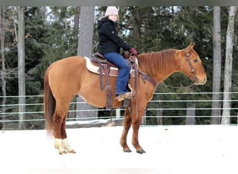 American Quarter Horse, Castrone, 6 Anni, 150 cm, Falbo