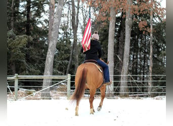 American Quarter Horse, Castrone, 6 Anni, 150 cm, Falbo