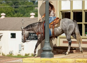 American Quarter Horse, Castrone, 6 Anni, 150 cm, Grigio