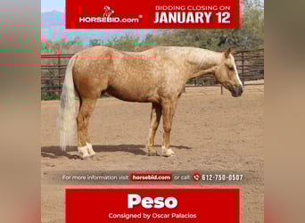 American Quarter Horse, Castrone, 6 Anni, 150 cm, Palomino