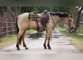 American Quarter Horse, Castrone, 6 Anni, 150 cm, Pelle di daino
