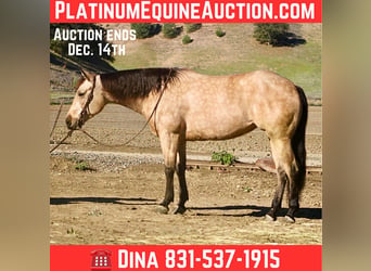 American Quarter Horse, Castrone, 6 Anni, 150 cm, Pelle di daino