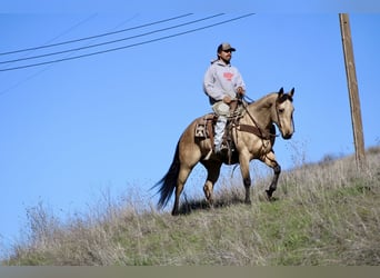 American Quarter Horse, Castrone, 6 Anni, 150 cm, Pelle di daino