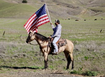 American Quarter Horse, Castrone, 6 Anni, 150 cm, Pelle di daino