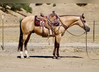 American Quarter Horse, Castrone, 6 Anni, 150 cm, Pelle di daino