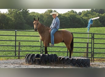 American Quarter Horse, Castrone, 6 Anni, 150 cm, Pelle di daino