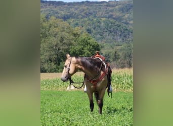 American Quarter Horse, Castrone, 6 Anni, 150 cm, Pelle di daino