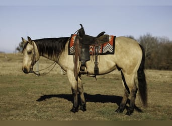 American Quarter Horse, Castrone, 6 Anni, 150 cm, Pelle di daino