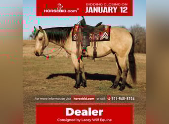 American Quarter Horse, Castrone, 6 Anni, 150 cm, Pelle di daino