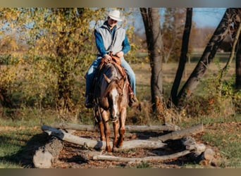 American Quarter Horse, Castrone, 6 Anni, 150 cm, Roano rosso